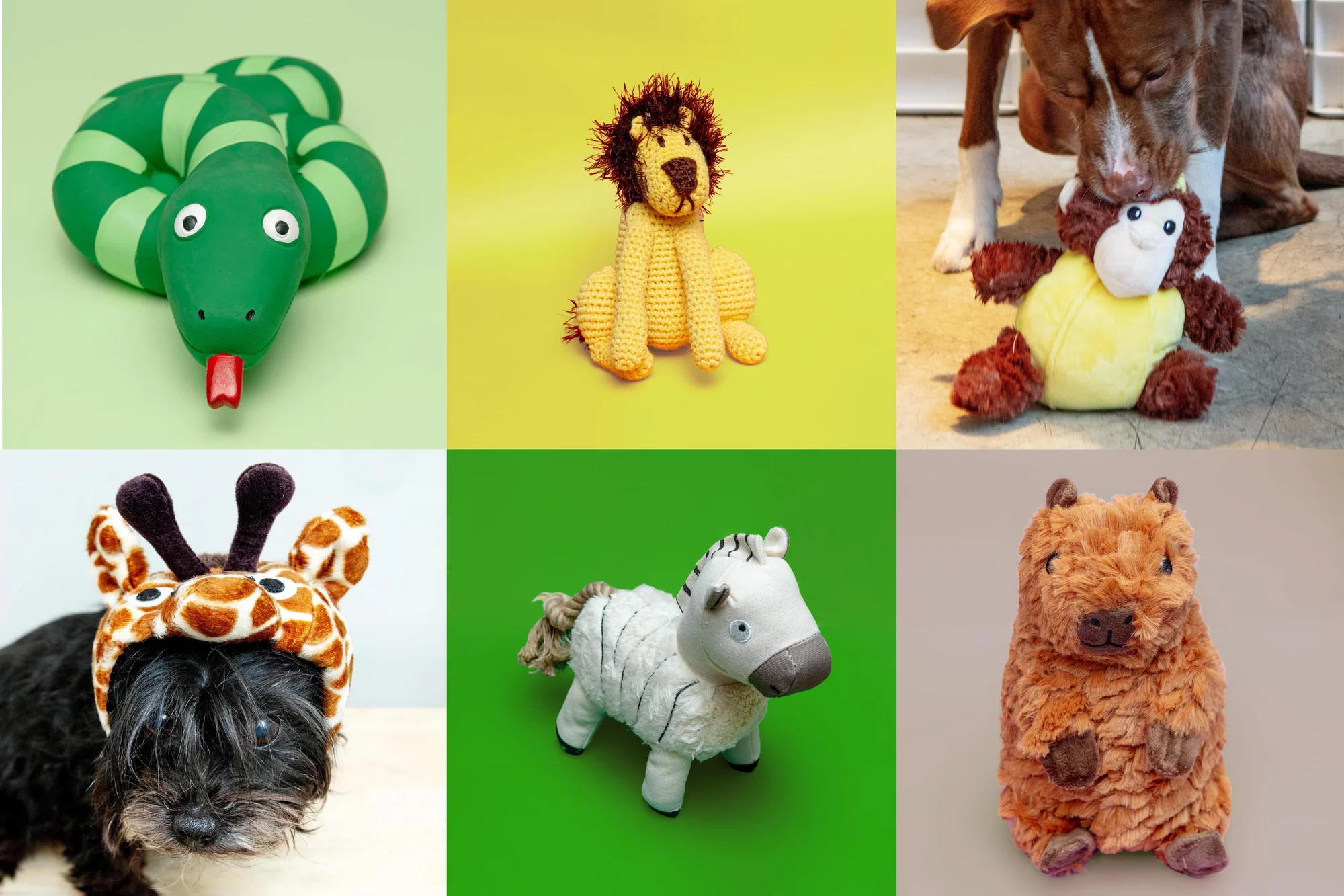 Modern Style for Modern Pets